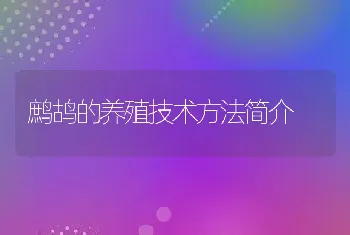 鹧鸪的养殖技术方法简介