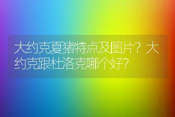 大约克夏猪特点及图片？大约克跟杜洛克哪个好？