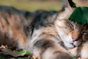 关注领养流浪猫的心理健康