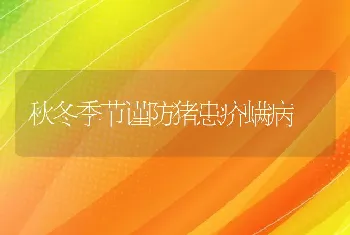 秋冬季节谨防猪患疥螨病