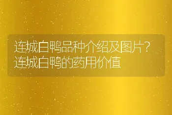 连城白鸭品种介绍及图片？连城白鸭的药用价值