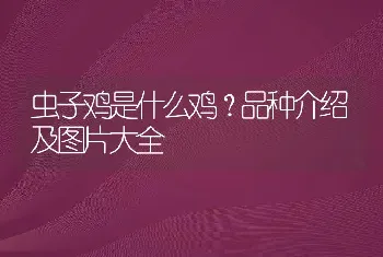 虫子鸡是什么鸡？品种介绍及图片大全