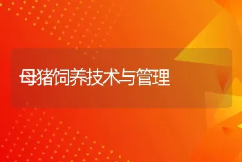 母猪饲养技术与管理