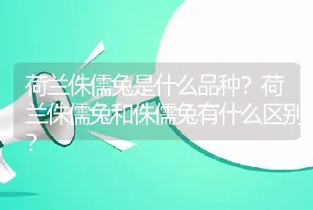 荷兰侏儒兔是什么品种？荷兰侏儒兔和侏儒兔有什么区别？