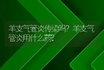 羊支气管炎传染吗？羊支气管炎用什么药?