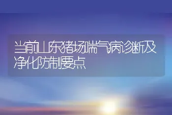 当前山东猪场喘气病诊断及净化防制要点