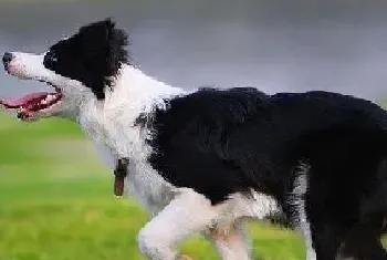 边境牧羊犬多久洗一次澡？洗澡步骤的有哪些？