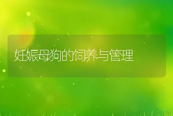 妊娠母狗的饲养与管理