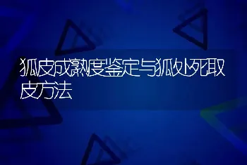 狐皮成熟度鉴定与狐处死取皮方法