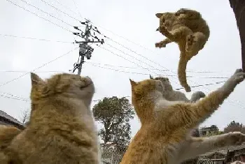 日本Aoshima猫岛几百只猫咪群居成亮点