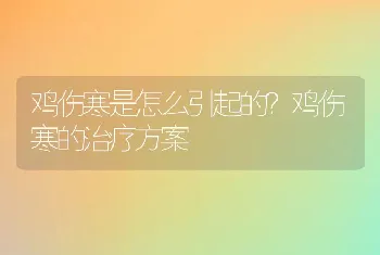 鸡伤寒是怎么引起的？鸡伤寒的治疗方案