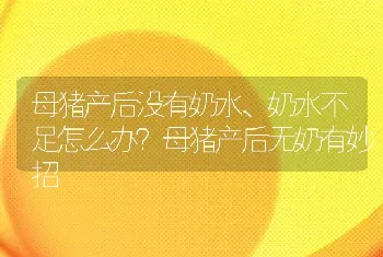 母猪产后没有奶水、奶水不足怎么办？母猪产后无奶有妙招