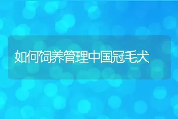 如何饲养管理中国冠毛犬