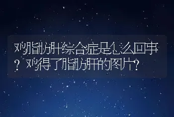 鸡脂肪肝综合症是怎么回事？鸡得了脂肪肝的图片?