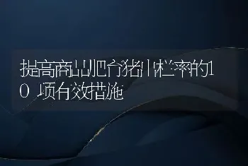 提高商品肥育猪出栏率的10项有效措施