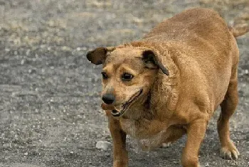 狗狗从怀孕到生产应该如何照顾？