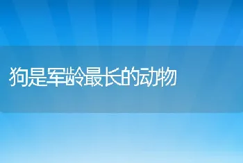 狗是军龄最长的动物