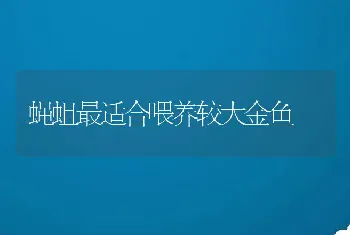 蝇蛆最适合喂养较大金鱼