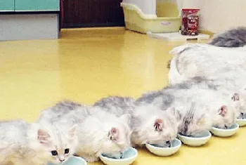 多大的猫算成猫？猫多大可以吃成猫粮？