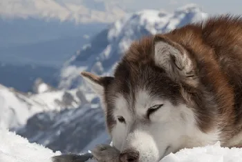 阿拉斯加雪橇犬洗澡方法 给狗狗洗澡前的准备