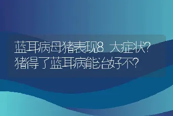 蓝耳病母猪表现8大症状？猪得了蓝耳病能治好不？