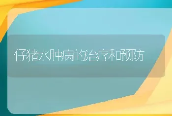 仔猪水肿病的治疗和预防