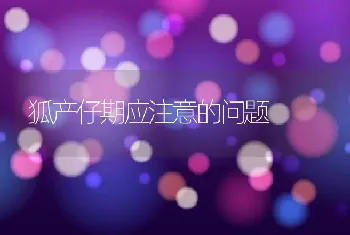 狐产仔期应注意的问题