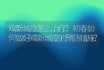 鸡新城疫怎么治疗?初春如何做好鸡新城疫的预防措施?