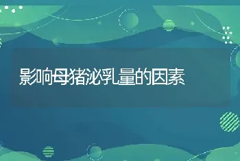 影响母猪泌乳量的因素