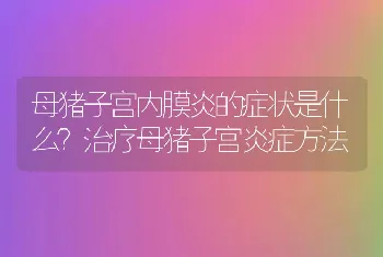 母猪子宫内膜炎的症状是什么？治疗母猪子宫炎症方法