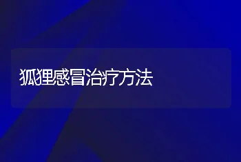 狐狸感冒治疗方法