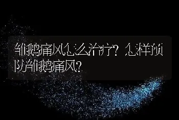 雏鹅痛风怎么治疗？怎样预防雏鹅痛风？