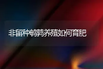 非留种鹌鹑养殖如何育肥