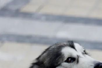 阿拉斯加雪橇犬训练 训练狗拿来带走物品