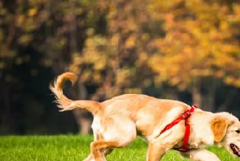 怎样训练金毛犬跟随？