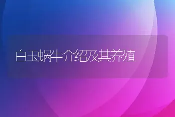 白玉蜗牛介绍及其养殖