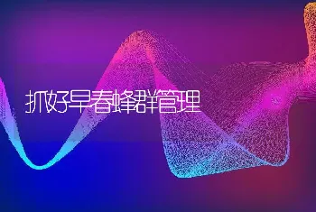 抓好早春蜂群管理