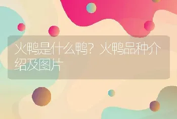 火鸭是什么鸭？火鸭品种介绍及图片