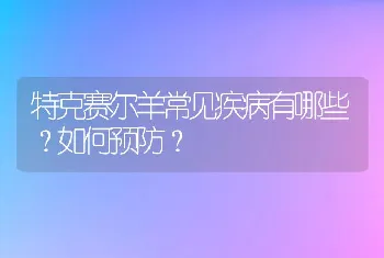 特克赛尔羊常见疾病有哪些？如何预防？