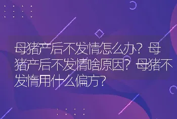 母猪产后不发情怎么办？母猪产后不发情啥原因？母猪不发惰用什么偏方？