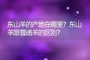 东山羊的产地在哪里？东山羊跟普通羊的区别？