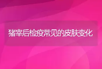 猪宰后检疫常见的皮肤变化