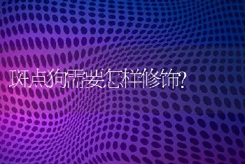 斑点狗需要怎样修饰?