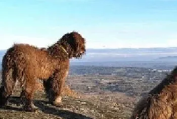 解读葡萄牙牧羊犬的标准特征及价格范围