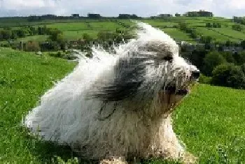 波兰低地牧羊犬的饲养方式和训练方法