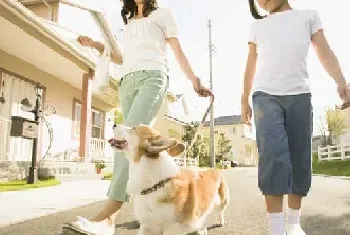 遛狗时请一定要为自家狗狗带上牵引绳