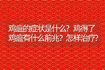 鸡瘟的症状是什么?鸡得了鸡瘟有什么前兆？怎样治疗?