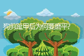 狗剪趾甲后为何要磨平?