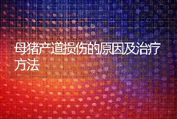 母猪产道损伤的原因及治疗方法