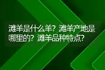 滩羊是什么羊？滩羊产地是哪里的？滩羊品种特点？